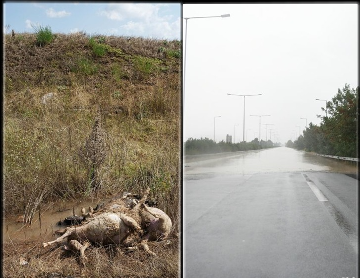 Θεσσαλία: Ατελείωτος βούρκος και σάπια κουφάρια – Ανθρώπινο χέρι έριξε το ανάχωμα και πλημμύρισαν τα χωριά