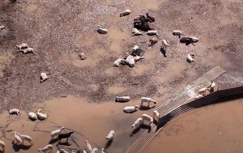 Θεσσαλία-Υγειονομική βόμβα: Βίντεο από drone με τρομακτικές εικόνες από χιλιάδες νεκρά ζώα δίπλα σε ζωντανά – Κλειστή παραμένει η Εθνική, τεράστιες ζημιές στον σιδηρόδρομο