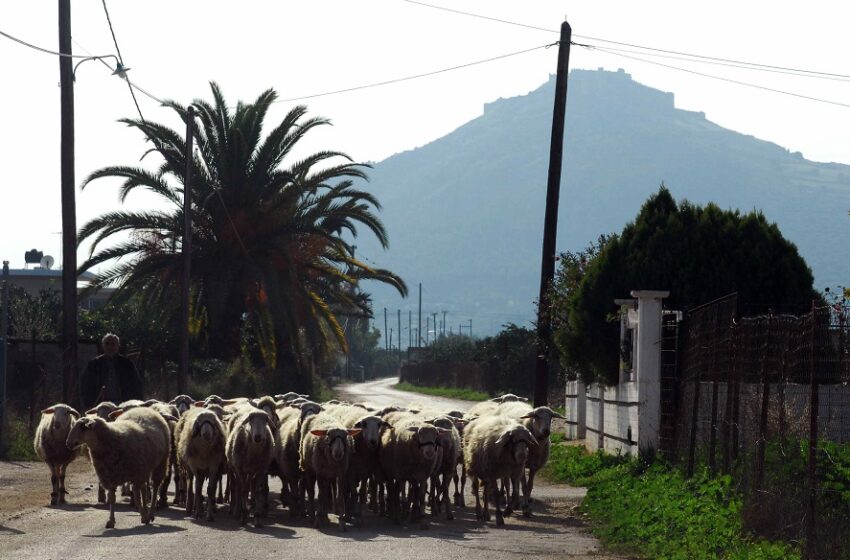  “Μαστούρωσαν” τα πρόβατα – Μπήκαν σε φάρμα με φαρμακευτική κάνναβη και έφαγαν 100 κιλά