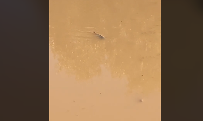  Viral βίντεο: Τεράστια ψάρια κάνουν βόλτες στην πλημμυρισμένη Λάρισα – “Οριακά τρώει και μένα”