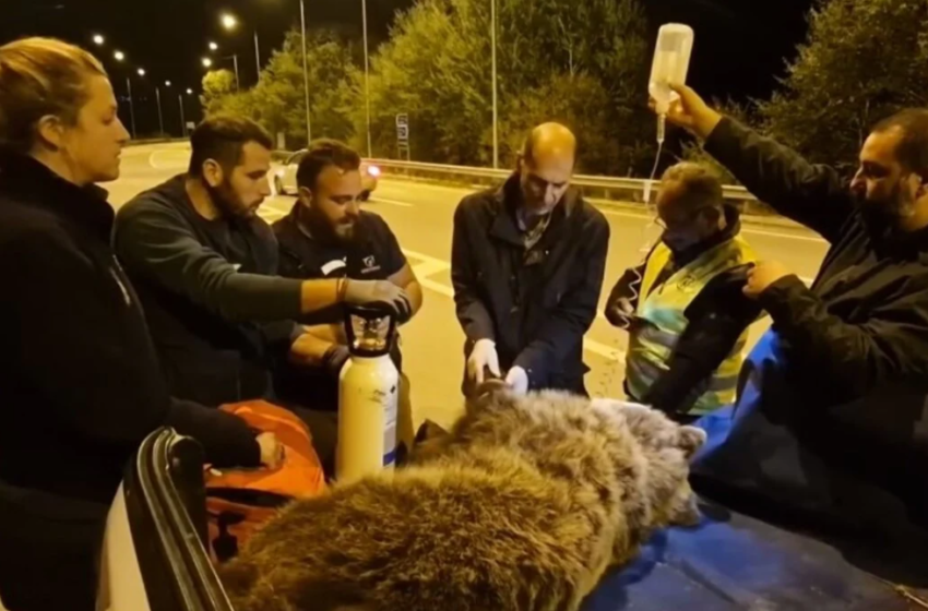  Ολονύχτια επιχείρηση για τη διάσωση αρκούδας – Χτυπήθηκε στο κεφάλι από διερχόμενο αυτοκίνητο