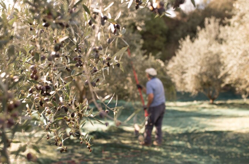  Χαλκιδική: Μυστήριο με την εξαφάνιση 80 τόνων ελαιόλαδου – Υποψίες για υπεξαίρεση – Κλοπές σε όλη την χώρα