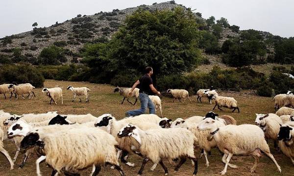  Καταγγελία στη Λάρισα: Εργοδότες κρατούσαν κτηνοτρόφο αιχμάλωτο για 9 μήνες