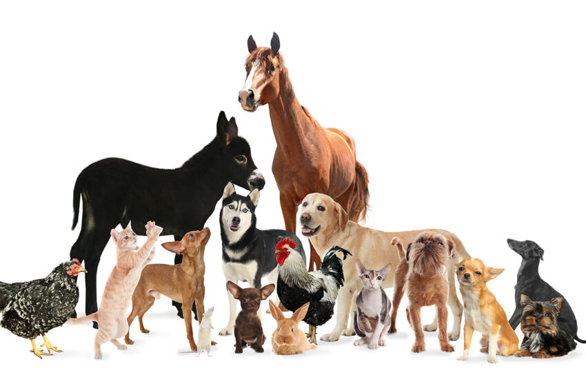  Ένα συγκινητικό βίντεο για την Παγκόσμια Ημέρα Ζώων