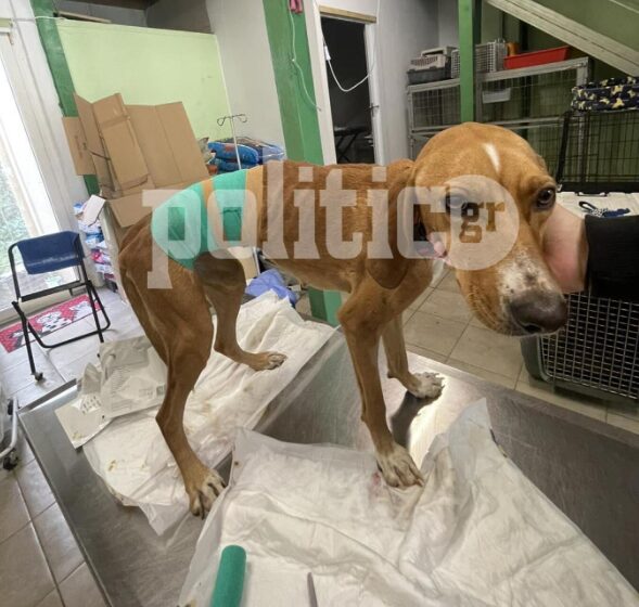  Άγρια κακοποίηση σκύλου στη Χαλκιδική (εικόνες, vid)