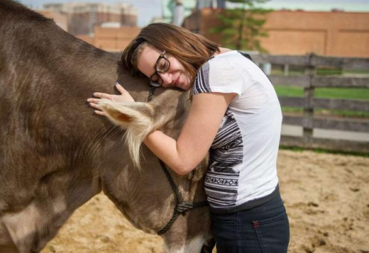  Μόνο οι Άγγλοι: Πληρώνουν 60 ευρώ και… φιλιούνται – αγκαλιάζονται με αγελάδες
