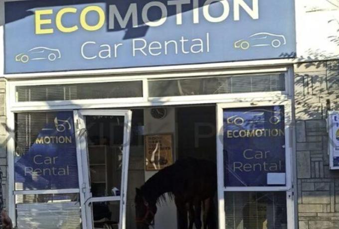  Άλογο εισέβαλε σε επιχείρηση ενοικιάσεως αυτοκινήτων στη Χαλκιδική και τα έκανε λαμπόγυαλο