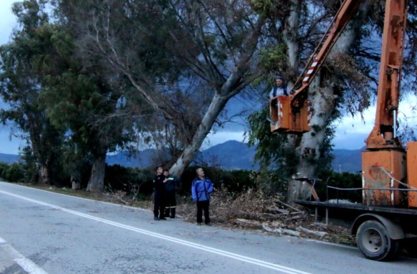  Θεσσαλονίκη: Πτώσεις δέντρων από τους θυελλώδεις ανέμους