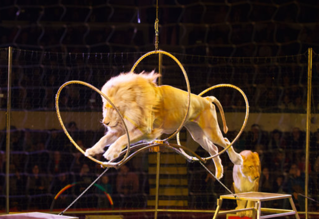  Ιταλία: Λιοντάρι το έσκασε από τσίρκο στη Λαντίσπολι – Παραμένουν στα σπίτια τους οι κάτοικοι μέχρι να εντοπιστεί το ζώο