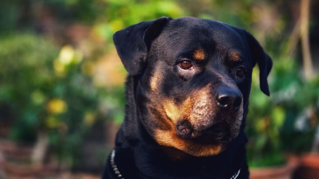 Rottweiler