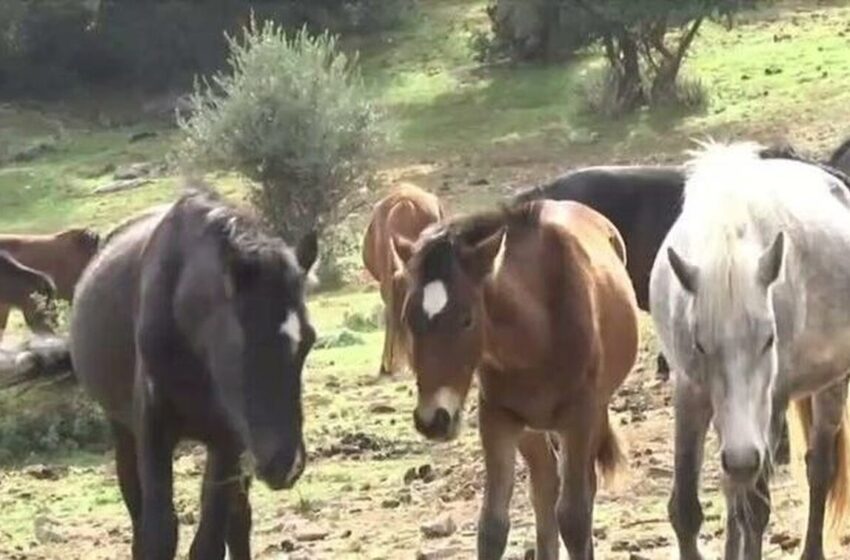  Υμηττός/Κραυγή αγωνίας: 95 εγκαταλελειμμένα άλογα ζουν σε άθλιες συνθήκες