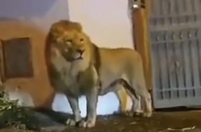  Τρόμος στη Ρώμη: Λιοντάρι έφυγε από τσίρκο και κυκλοφορούσε στους δρόμους