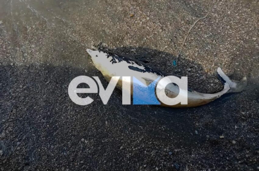  Εύβοια: Δελφίνι ξεβράστηκε νεκρό σε παραλία (εικόνες)