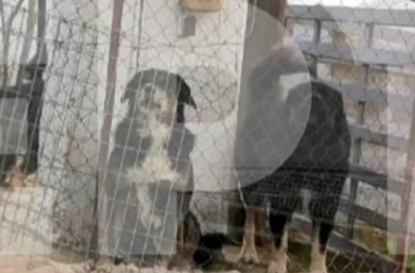  “Τα σκυλιά μου ήταν εκπαιδευμένα” – Τι υποστηρίζει ο ιδιοκτήτης μετά την φονική επίθεση στην 50χρονη