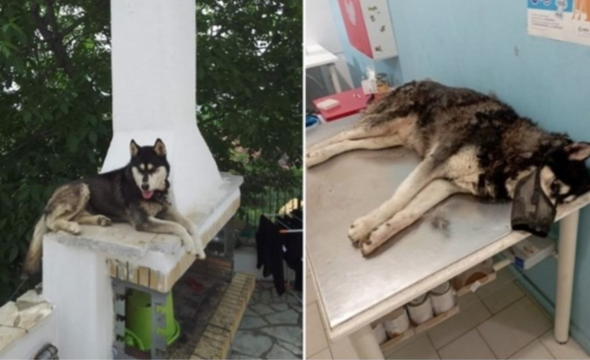  Αράχωβα: Ανατροπή στην υπόθεση – Πιθανό ο Όλιβερ να έπεσε θύμα αγέλης σκύλων