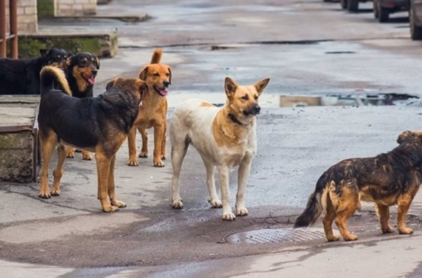  Θεσσαλονίκη: Συνελήφθη 50χρονος για επίθεση σε αδέσποτους σκύλους