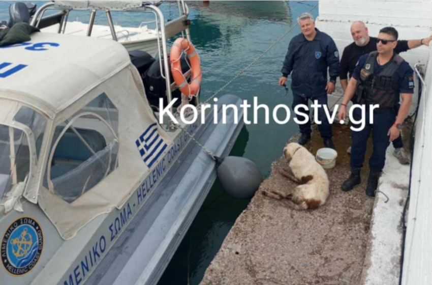  Κόρινθος: Το Λιμενικό Σώμα έσωσε σκύλο που έπεσε στον Ισθμό