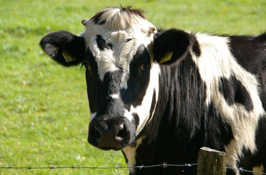  Επιβεβαιώθηκε κρούσμα της νόσου των τρελών αγελάδων σε αγρόκτημα  στη Σκωτία