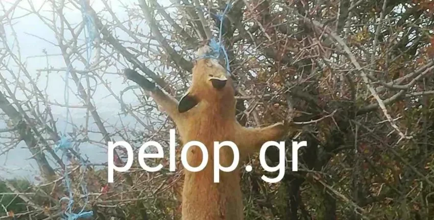  Κτηνωδία: Αλεπού βρέθηκε φιμωμένη και κρεμασμένη από δέντρο στην Πάτρα