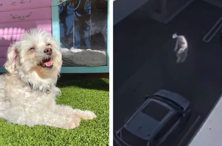 Σοκ στην Αυστραλία: Γυναίκα πέταξε τον σκύλο της από ταράτσα – Υπέφερε από φριχτά τραύματα (σκληρό vid)