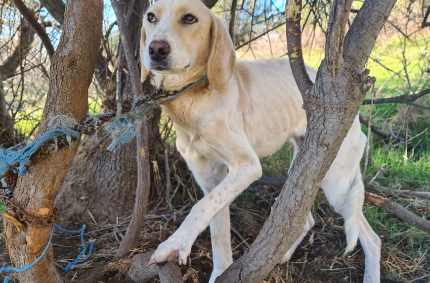  Αχαία: Αλυσόδεσαν σκυλίτσα στο δάσος – Βρέθηκε σκελετωμένη (εικόνες, vid)