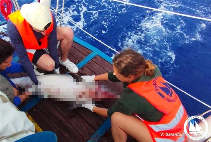 voreio aigaio nekra delfinia dikografia