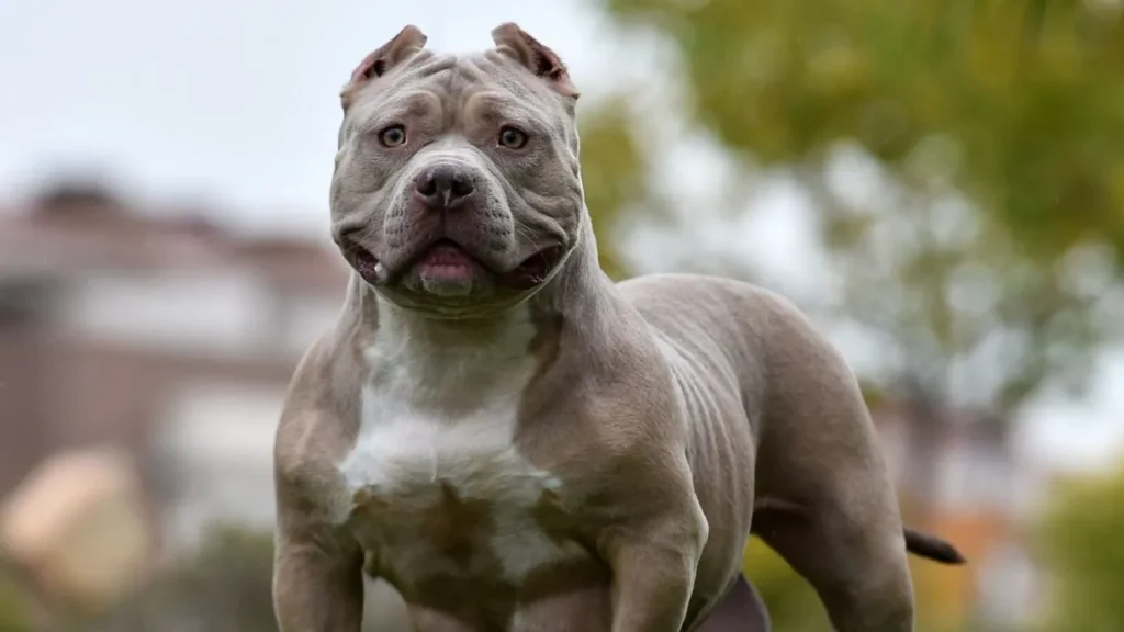 xl bully american bully 1240x698 1