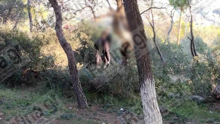  ΣΟΚ στη Ραφήνα: Γυναίκα βρέθηκε απαγχονισμένη σε δέντρο