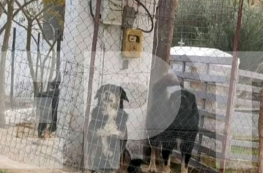  50χρονη: Εικόνα από τους σκύλους που κατασπάραξαν τη γυναίκα