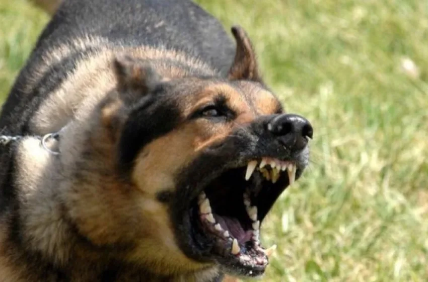  Πάτρα: Άγρια επίθεση σκύλου σε ηλικιωμένο – Αναζητείται ο ιδιοκτήτης του
