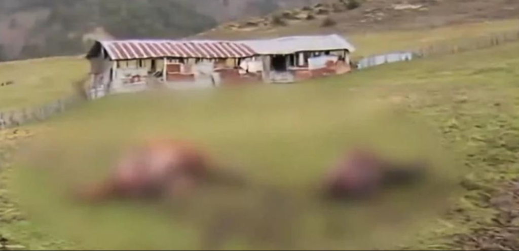 άλογα γρεβενα