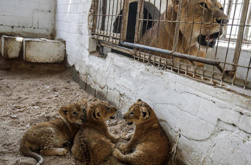  Σκληρές εικόνες από τον ζωολογικό κήπο στη Ράφα – Άνθρωποι και ζώα λιμοκτονούν
