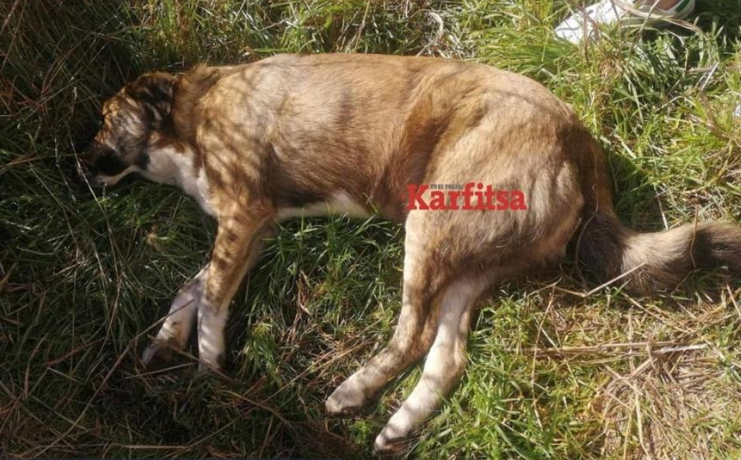  Νέα κτηνωδία στην Πιερία: Πυροβόλησαν σκύλο περισσότερο από 30 φορές