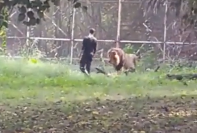  Λιοντάρι κατασπάραξε μεθυσμένο άνδρα που μπήκε στο κλουβί για να… βγάλουν σέλφι