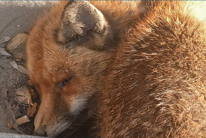  Αλεπού βρέθηκε νεκρή στην Παραλιακή – Έχει τραύμα στο λαιμό και κομμένη ουρά