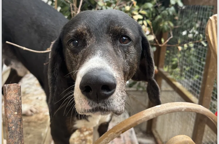  Θεσσαλονίκη: Τσουχτερά πρόστιμα χιλιάδων ευρώ σε ιδιοκτήτρια με 54 σκυλιά