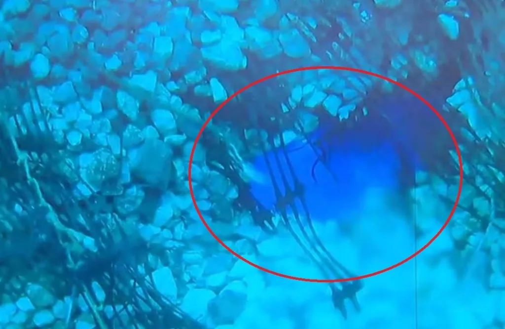 aigina doliofthora agogos