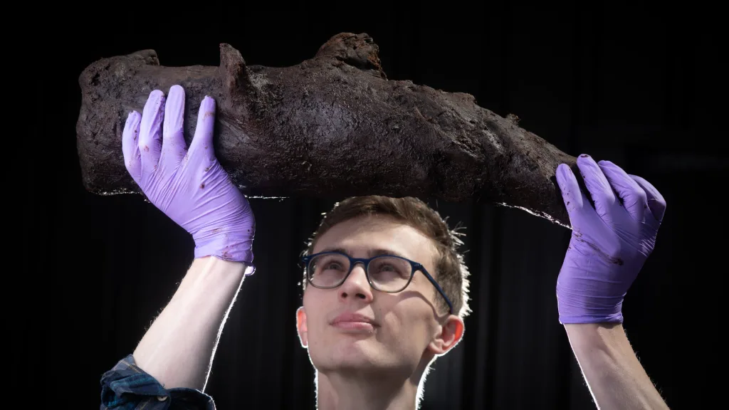 bronze age willow found in peatland at aldermans barrow allotment credit national trust steve haywood