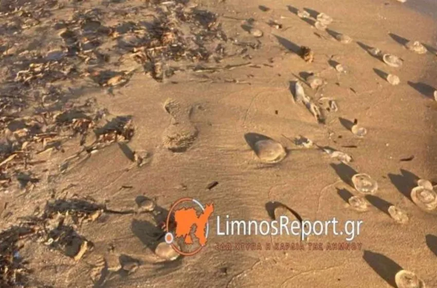  Λήμνος: Εκατοντάδες μέδουσες ξεβράστηκαν σε παραλία (εικόνες)