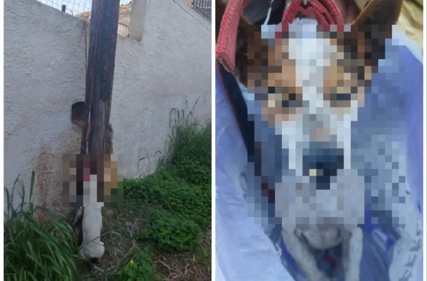  Κτηνωδία στη Σαλαμίνα: Κρέμασαν σκύλο σε κολώνα (σκληρές εικόνες)