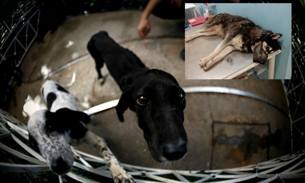 κακοποιηση ζωων