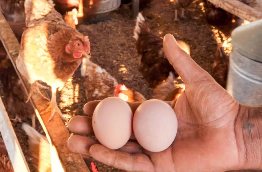  Η κότα έκανε το αυγό ή το αυγό την κότα; – Η… μπερδεμένη απάντηση επιστημόνων στο αιώνιο ερώτημα