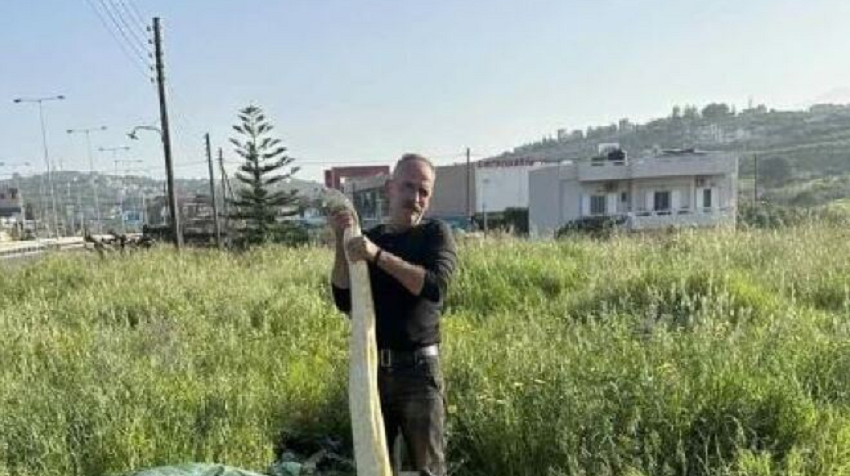  Πύθωνας 5 μέτρων σε χωράφι στο Ηράκλειο