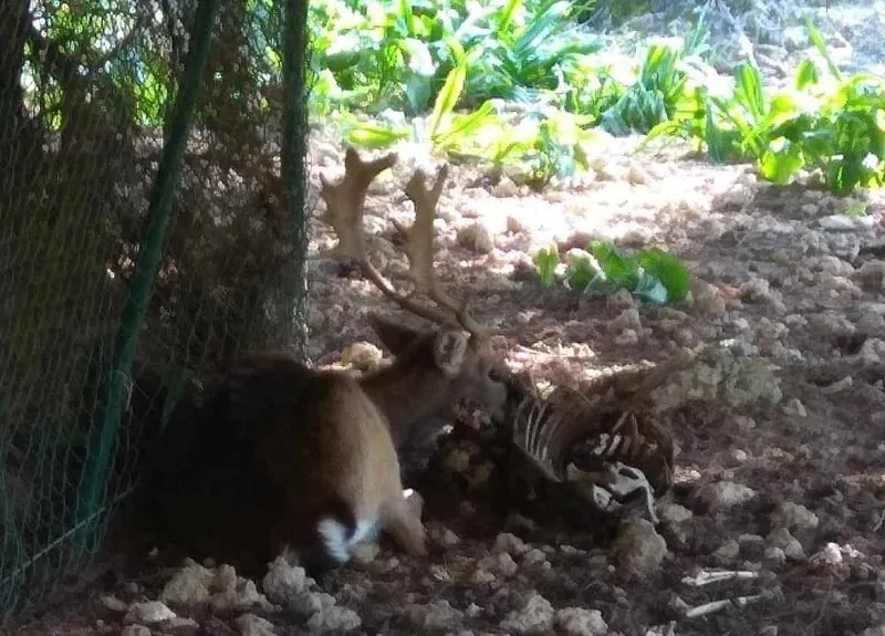 rodos elafia elafokomeio paremvasi eisaggeleas jpg