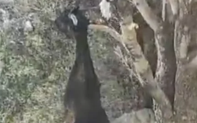  Κτηνωδία στην Ικαρία: Κρέμασαν κατσίκα σε δέντρο – Βίντεο σοκ