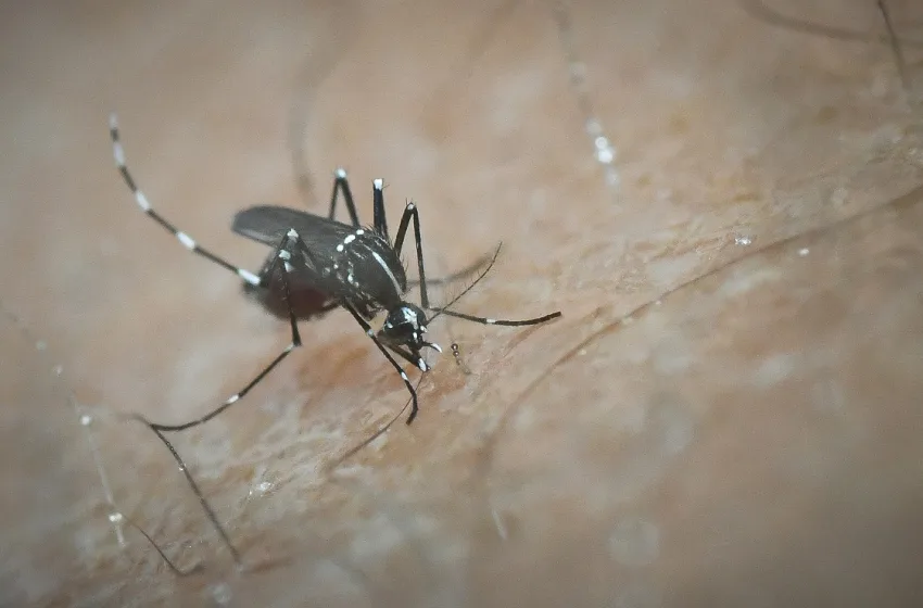  Υγειονομικός συναγερμός για τα κουνούπια- Η πρωτοποριακή μέθοδος στείρωσης