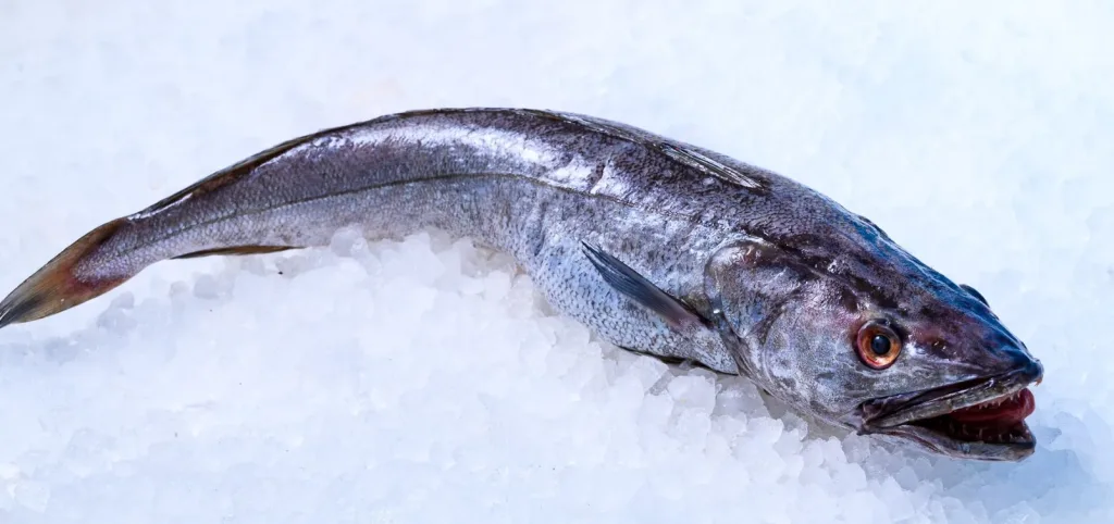 μπακαλιάρος .jpg2