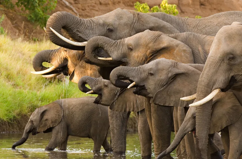  “Χωράνε” 20.000 ελέφαντες της Μποτσουάνα στη Γερμανία και 10.000 στο Λονδίνο;
