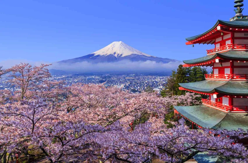  Ιαπωνία: Χιλιάδες τουρίστες στο Τόκιο για να δουν τις ανθισμένες κερασιές!