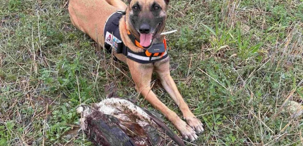 evros zwa dilitiriaseis